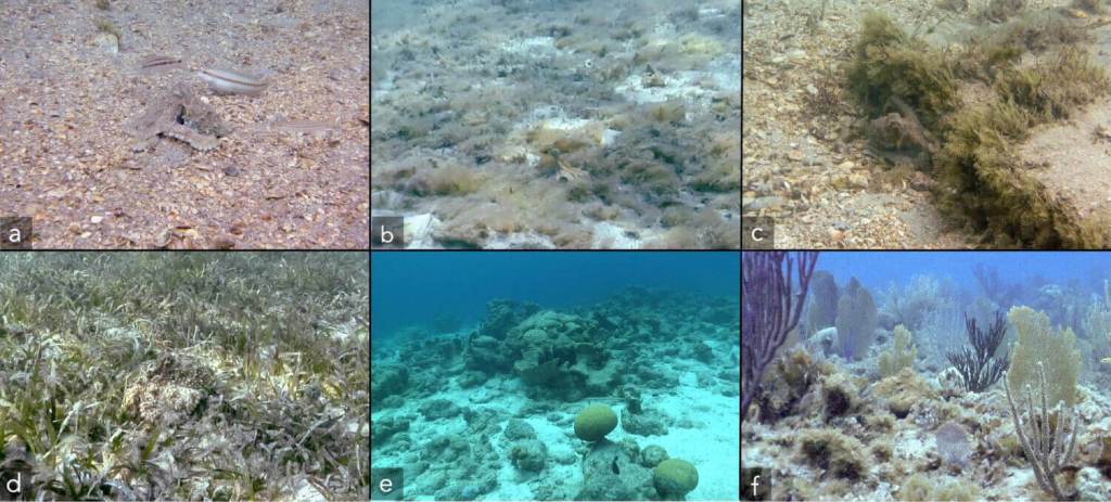 Ejemplos de los distintos hábitats marinos donde fueron grabados los pulpos en libertad: escombros de conchas, fondos de arena con algas, sustratos mixtos, praderas marinas, bloques de coral y arrecifes. El estudio analizó 25 individuos en seis localizaciones del Caribe y España (Scientific Reports, 2025).
