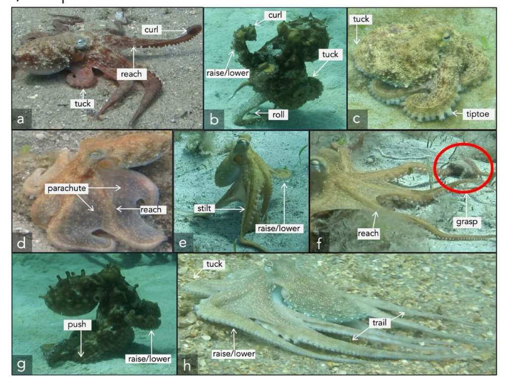 Los brazos del pulpo inspiran robots del futuro- flexibilidad sin límites en la naturaleza y la ingeniería 3