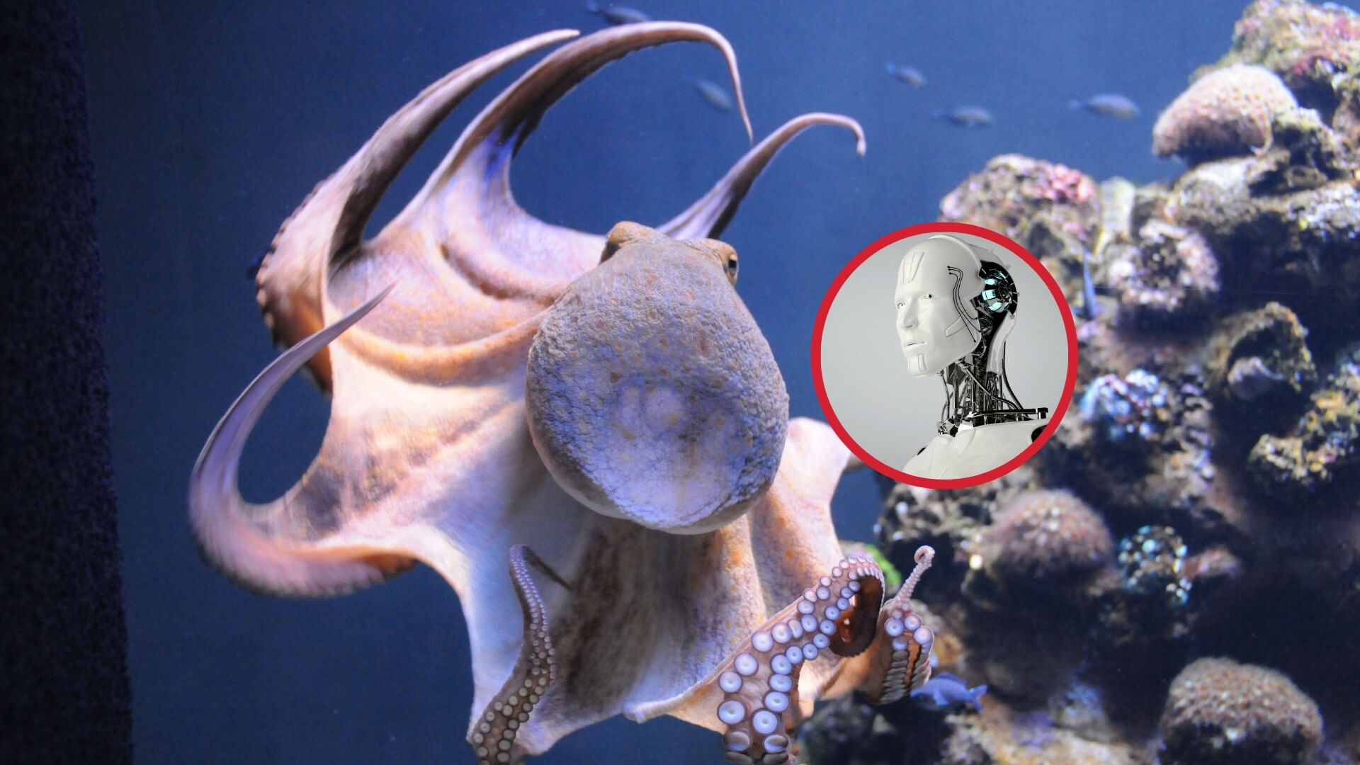 Los brazos del pulpo inspiran robots del futuro- flexibilidad sin límites en la naturaleza y la ingeniería