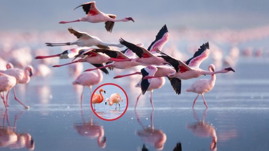 Los flamencos revelan su secreto para mantenerse jóvenes- un estudio de 40 años explica cómo migrar o quedarse cambia el envejecimiento