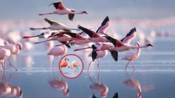 Los flamencos revelan su secreto para mantenerse jóvenes- un estudio de 40 años explica cómo migrar o quedarse cambia el envejecimiento