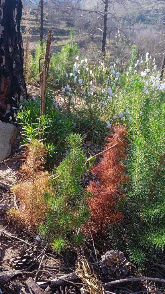 Supervivientes invisibles bajo las cenizas de los grandes incendios 1