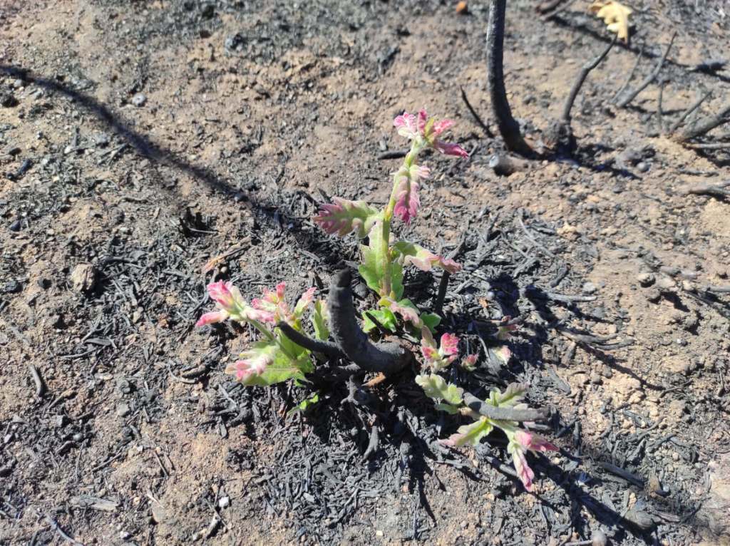 Supervivientes invisibles bajo las cenizas de los grandes incendios 5