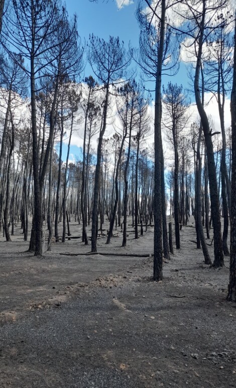 Supervivientes invisibles bajo las cenizas de los grandes incendios 8