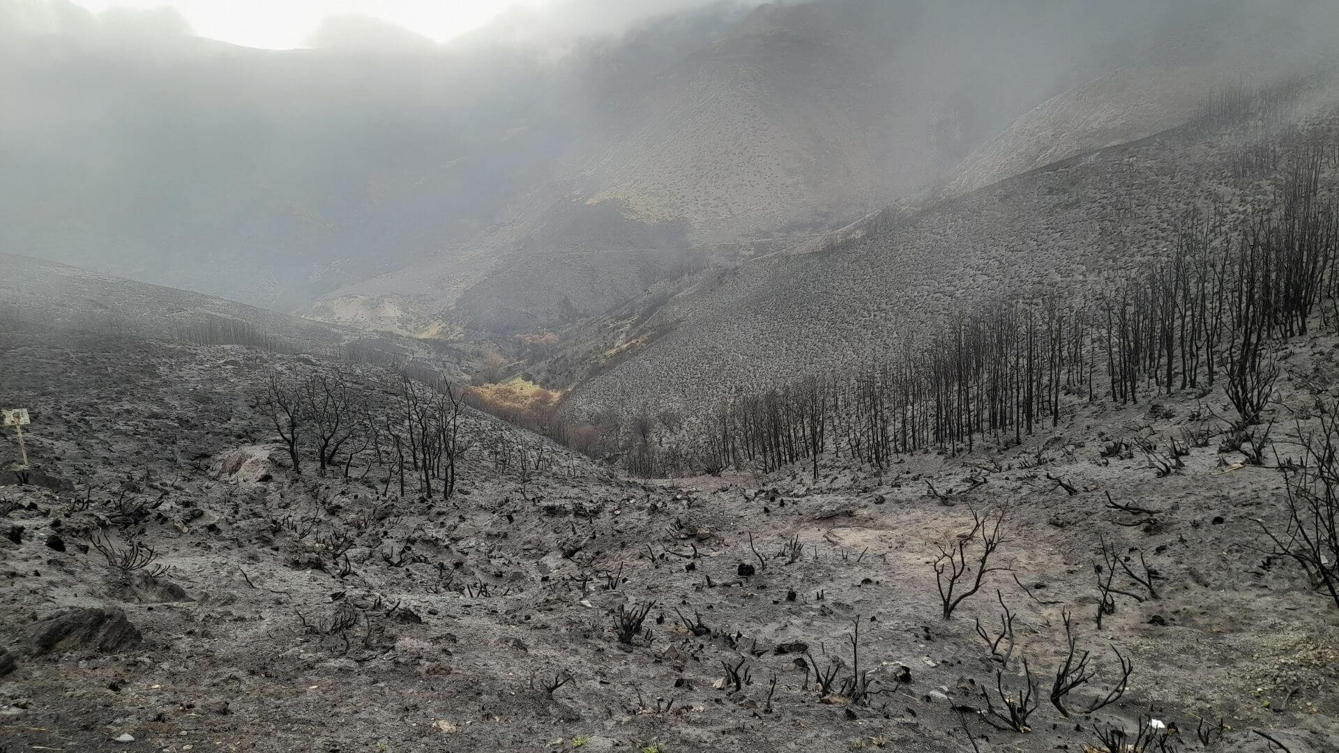 Supervivientes invisibles bajo las cenizas de los grandes incendios