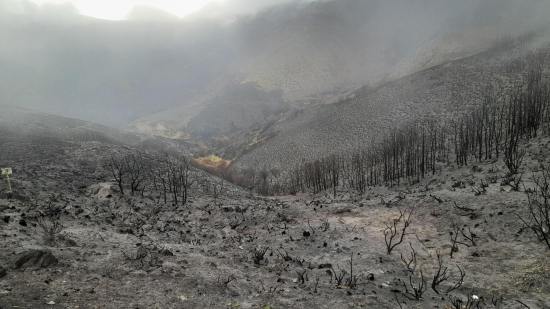 Supervivientes invisibles bajo las cenizas de los grandes incendios