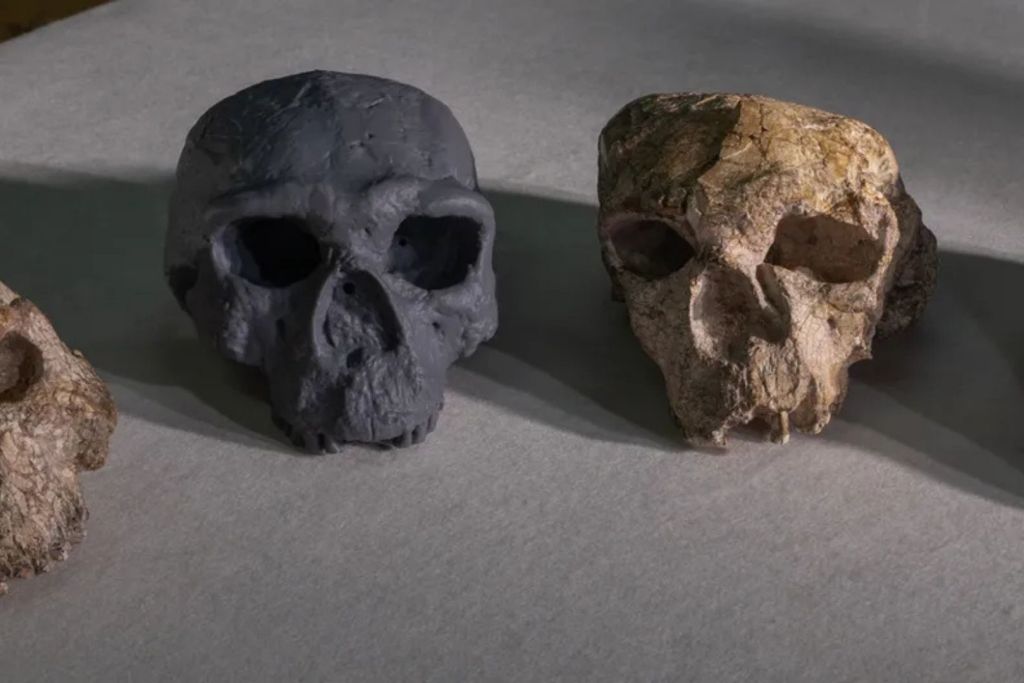 Una nueva reconstrucción (al centro) del cráneo aplastado Yunxian 2 hallado en China se muestra junto al otro ejemplar deformado (a la derecha) descubierto en el mismo yacimiento