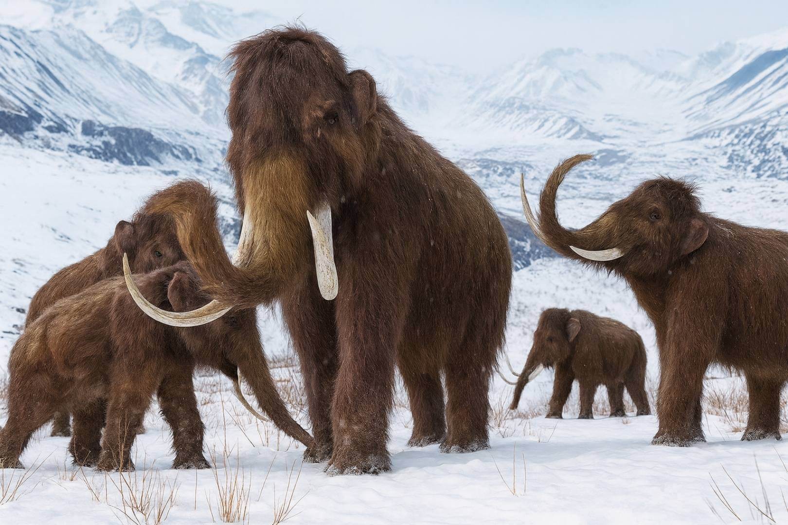 Reconstrucción realista de un grupo de mamuts en su hábitat helado