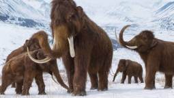 Reconstrucción realista de un grupo de mamuts en su hábitat helado