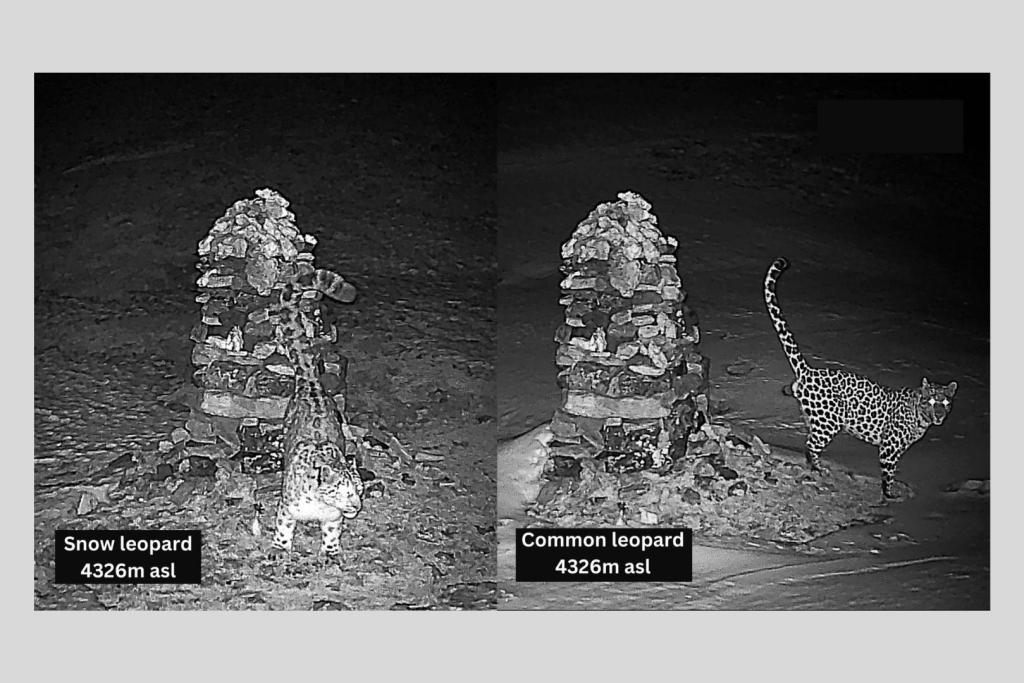Una cámara trampa registró un momento inusual en la montaña