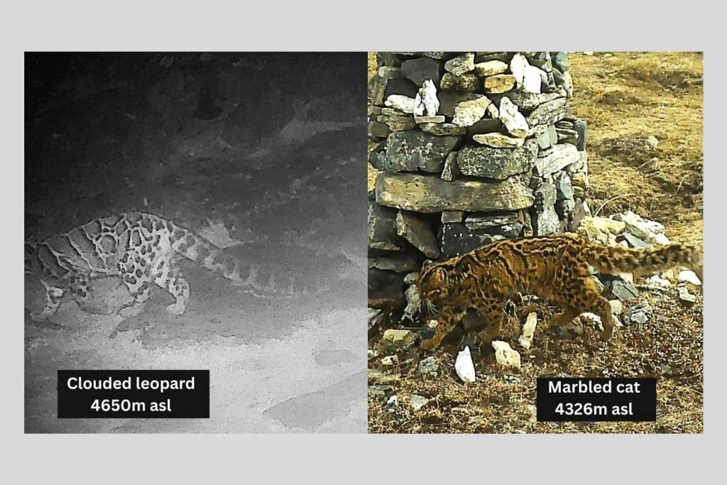 Dos grandes felinos —un leopardo de las nieves y un leopardo común— fueron captados dejando marcas de olor en el mismo punto, una escena poco habitual que revela cómo comparten el territorio en las alturas del Himalaya