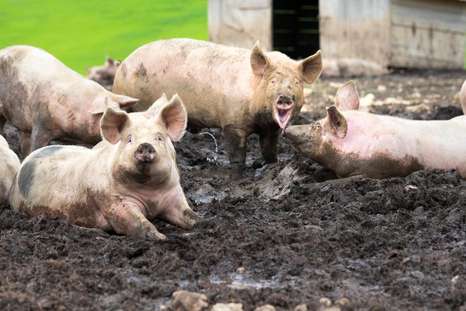 Pocos lo saben, pero los cerdos tienen mecanismos únicos para regular su temperatura sin sudar