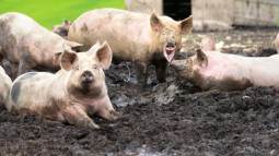 Pocos lo saben, pero los cerdos tienen mecanismos únicos para regular su temperatura sin sudar