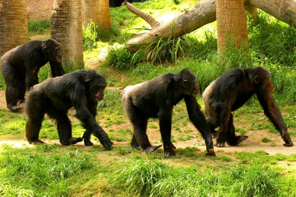 Los chimpancés del Valle de Issa ofrecen pistas inesperadas sobre cómo y por qué empezamos a caminar sobre dos piernas