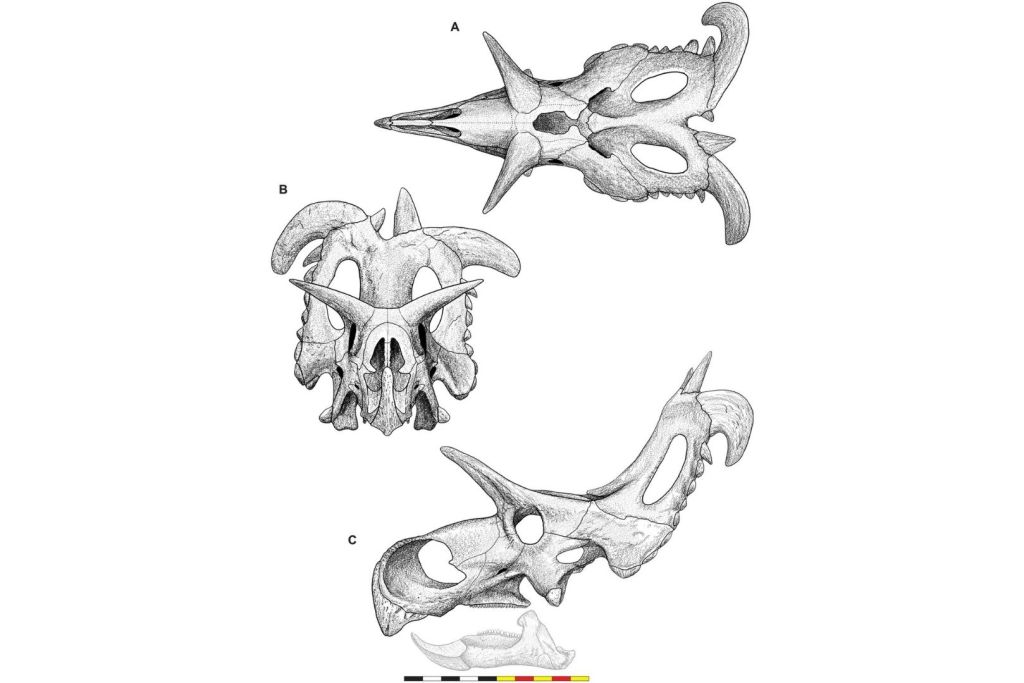 Cráneo de Lokiceratops rangiformis, analizado en detalle en el estudio recientemente publicado