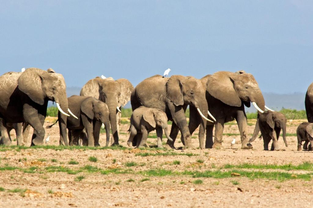 Junto a los huesos del elefante, los arqueólogos hallaron herramientas de piedra sorprendentemente bien conservadas, aún con filos cortantes