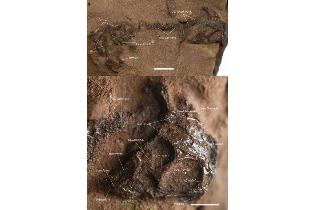 Fósil holotipo de Agriodontosaurus helsbypetrae