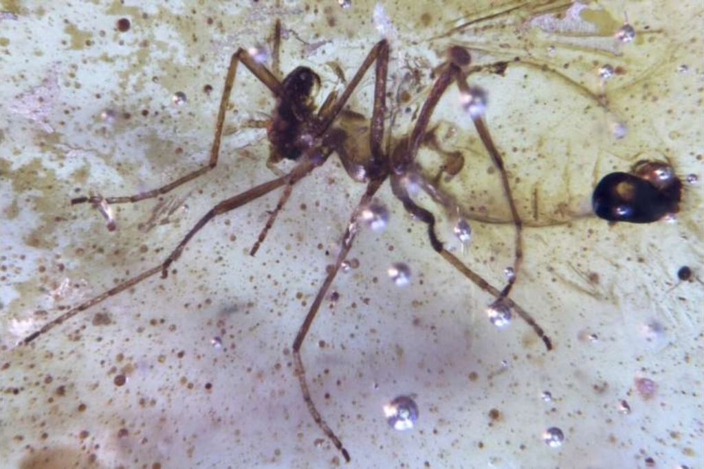 Entre los fósiles más llamativos, destaca una pequeña mosca de la familia Chironomidae, atrapada en resina durante el Cretácico