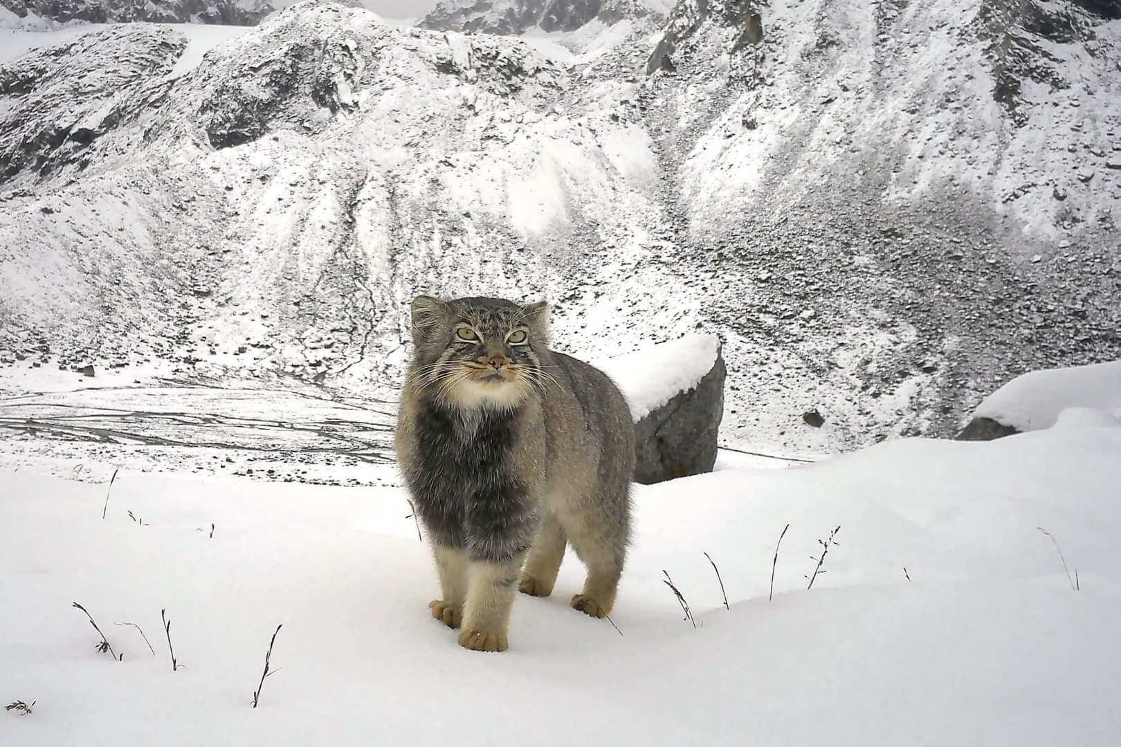Una cámara trampa ha conseguido registrar por primera vez al misterioso gato de Pallas en los remotos parajes del Himalaya indio