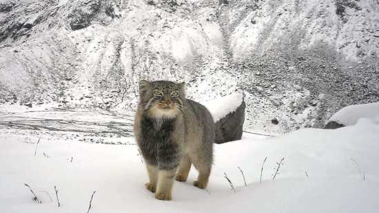 Una cámara trampa ha conseguido registrar por primera vez al misterioso gato de Pallas en los remotos parajes del Himalaya indio