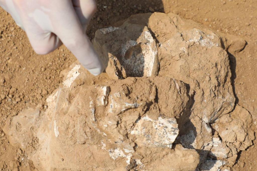 Arqueólogos hallaron un fragmento de mandíbula con dientes en el yacimiento de Orozmani, en la actual República de Georgia