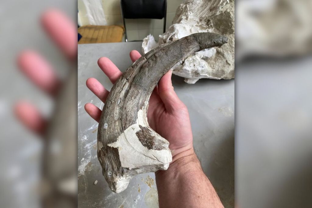 Garra del pulgar de Joaquinraptor. Los investigadores comparan estas poderosas estructuras con tijeras de podar por su tamaño y forma