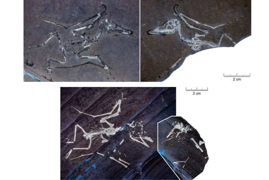 Hallan en Solnhofen los restos fósiles de dos crías de pterosaurio excepcionalmente bien conservadas, atrapadas por una tormenta en pleno vuelo