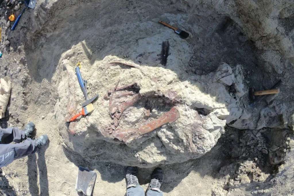 El fósil fue localizado por primera vez en 2019, pero su excavación completa se extendió durante tres campañas de campo consecutivas