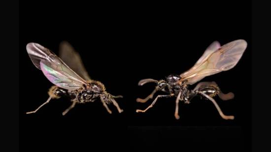 Dos machos de especies diferentes, nacidos de la misma madre: a la izquierda, Messor ibericus; a la derecha, Messor structor