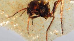 Insectos atrapados en ámbar revelan cómo era la Amazonía hace 112 millones de años