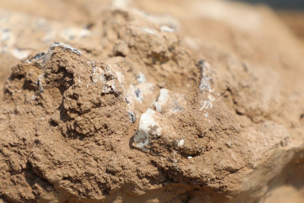 En el yacimiento prehistórico de Orozmani, en Georgia, salió a la luz un fósil humano compuesto por parte de una mandíbula y varias piezas dentales