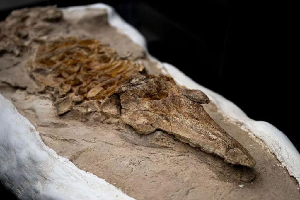 Revelan un esqueleto fosilizado completo de un pariente de las actuales marsopas con más de 10 millones de años de antigüedad