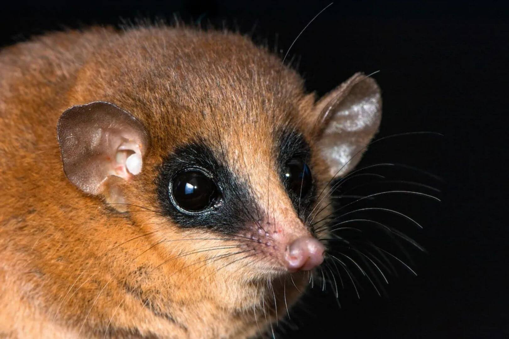 Descubren en un remoto bosque de niebla peruano una especie inédita de marsupial