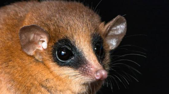 Descubren en un remoto bosque de niebla peruano una especie inédita de marsupial