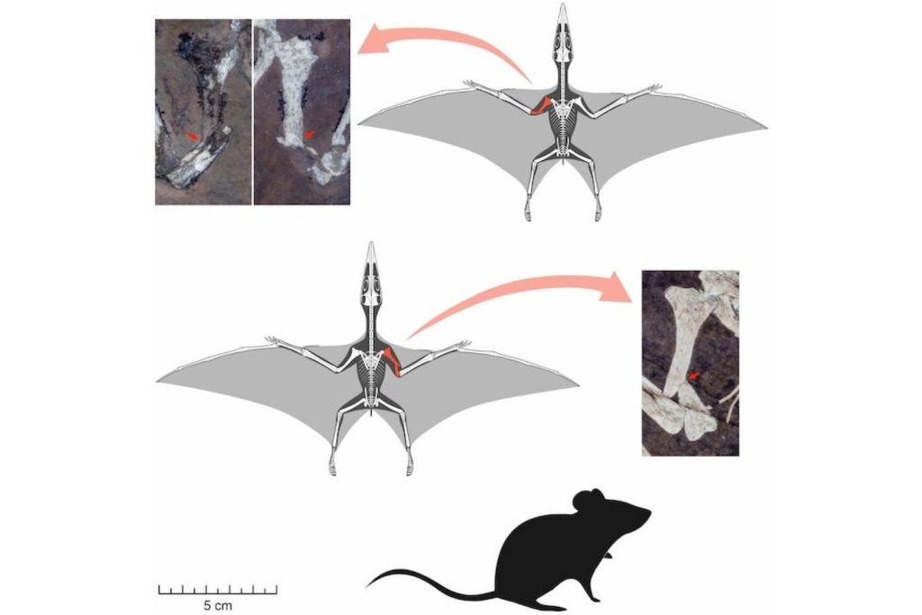 Ambos ejemplares presentan una fractura idéntica en las alas, en el mismo punto y con el mismo ángulo