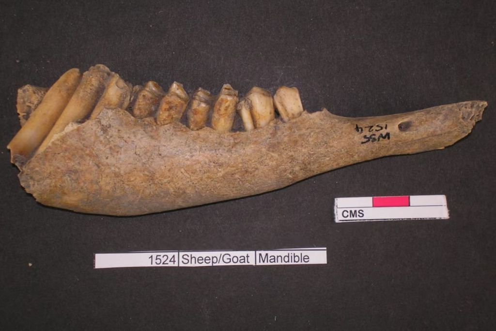 Uno de los restos analizados en el nuevo estudio fue una mandíbula de oveja, conservada durante siglos entre los desechos de un antiguo festín