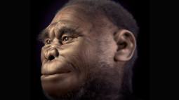 Científicos logran explicar por fin la razón del diminuto tamaño de los llamados “hobbits”