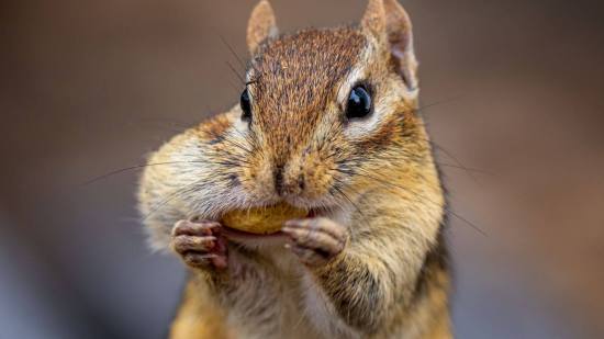 Las diminutas uñas de los roedores podrían haber sido la clave de su expansión por todo el planeta