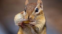 Las diminutas uñas de los roedores podrían haber sido la clave de su expansión por todo el planeta