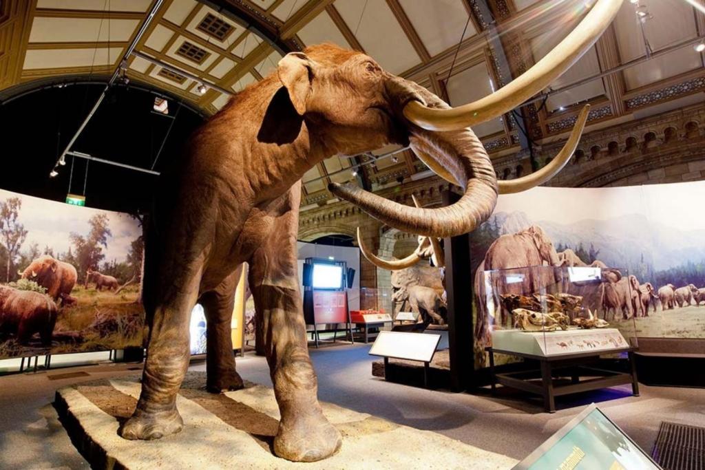 El mamut colombino habitaba en zonas más templadas de Norteamérica, por lo que se considera que tenía mucho menos pelaje que su pariente, el mamut lanudo