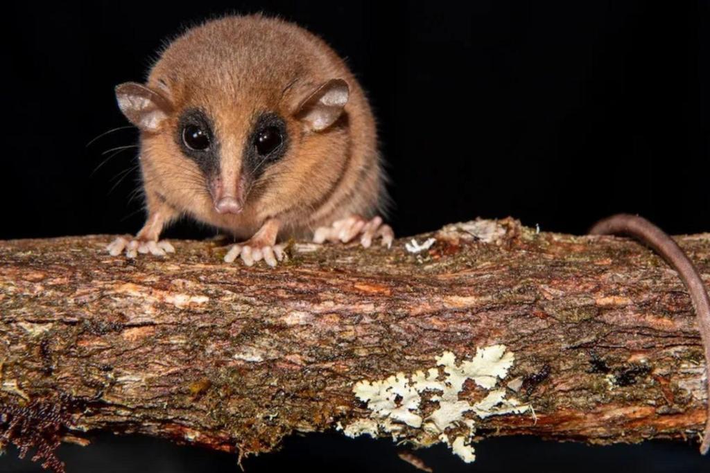 Una nueva especie de marsupial salió a la luz en los apartados bosques nublados del Perú