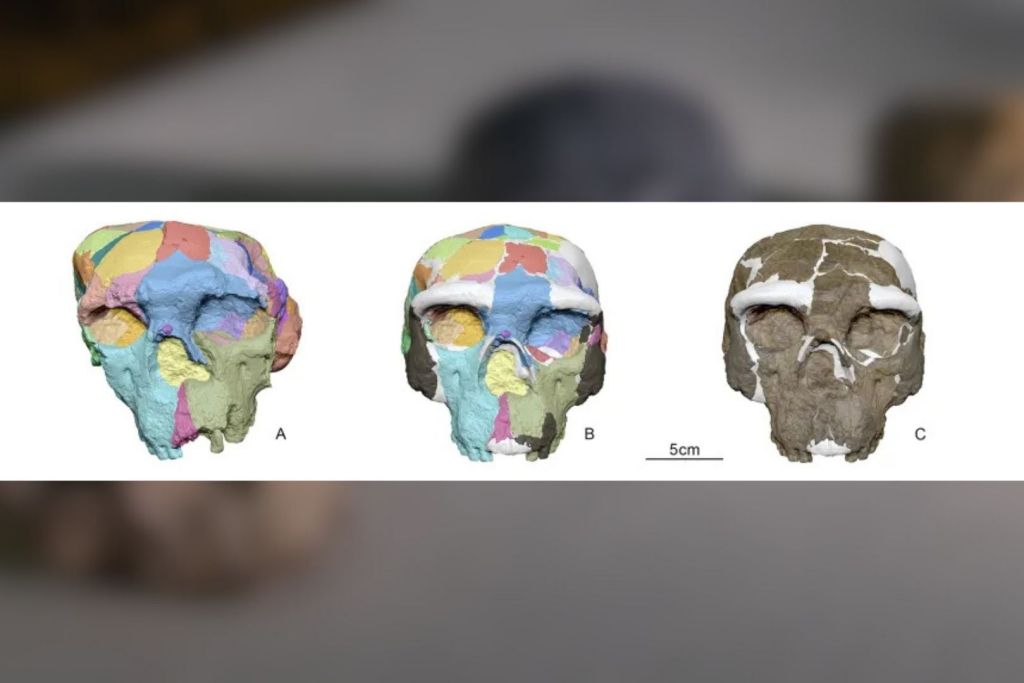 El cráneo fue restaurado gracias a un proceso que combinó escáneres de tomografía computarizada, técnicas de imagen lumínica y herramientas de reconstrucción virtual