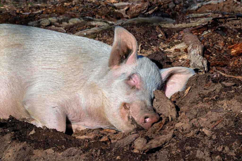 En épocas de calor extremo, los cerdos enfrentan un riesgo real de sufrir golpes de calor