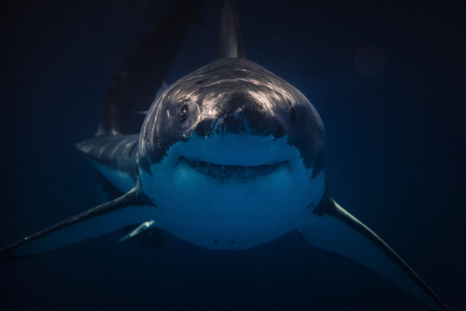 Hoy asociamos a los tiburones con las aguas profundas y abiertas, pero durante la mayor parte de su historia fueron habitantes discretos del lecho marino