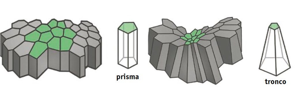 Sobre estas líneas, representación gráfica de cómo los epitelios se construyen empaquetando prismas o pirámides truncadas (figura 1), hipótesis que investigadores del Departamento de Biología Celular de la Universidad de Sevilla se atrevieron a cuestionar.