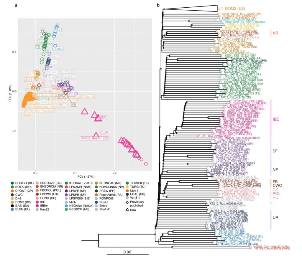 Afinidades genéticas autosómicas en el caballo ibérico