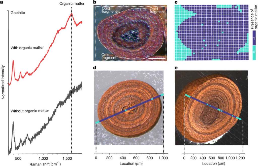 Análisis Raman y mapas ópticos de ooides de goethita: las gráficas y mapas muestran cómo el carbono orgánico quedó atrapado en las capas minerales de estos granos de hierro. El pico característico a 1.590 cm⁻¹ (G-band) confirma la presencia de carbono en los ooides naturales de Estonia, mientras que las imágenes de Panarea (Italia) revelan su distribución uniforme. (Créditos: estudio “The geologic history of marine dissolved organic carbon from iron oxides”, Nir Galili et al., Nature, 2025 / ETH Zürich)