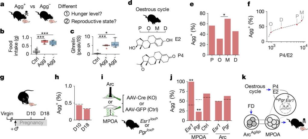 El hambre y las hormonas influyen conjuntamente en la conducta hacia las crías. Los gráficos muestran cómo el ayuno, los niveles hormonales y el ciclo reproductivo determinan si las hembras de ratón reaccionan con cuidado o agresión. La proporción entre progesterona y estradiol marca la probabilidad de que el hambre active la agresión.
Créditos: Francis Crick Institute / BioRender.com / Nature