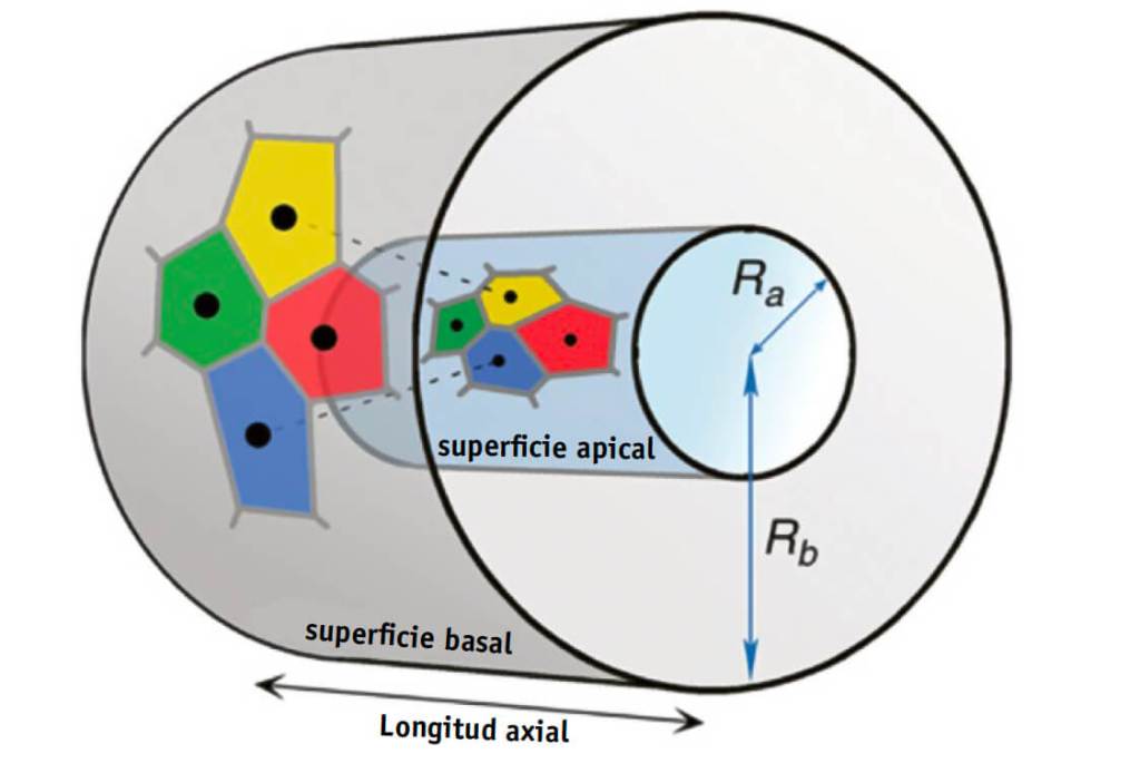 Ilustración correspondiente a un epitelio cilíndrico ( fig. 7). Observamos que las células amarilla y azul son vecinas en la capa apical, pero en la capa basal están alejadas.
