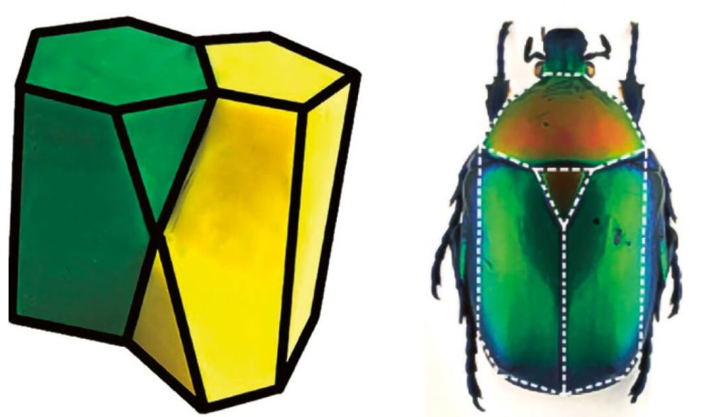 Estructura de los escutoides hechos con plastilina por la hija de Luisma Escudero (fig. 8). Los escutoides se parecerían al scutum del tórax de un escarabajo Protaetia speciosa (fig. 9).